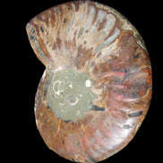 Ammonite split section pair, Madagascar 124*102mm 200g & 125*104mm 208g - 408g in sunlight - Rocks and Things Store