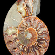 Ammonite split section pair, Madagascar 124*102mm 200g & 125*104mm 208g - 408g in sunlight - Rocks and Things Store