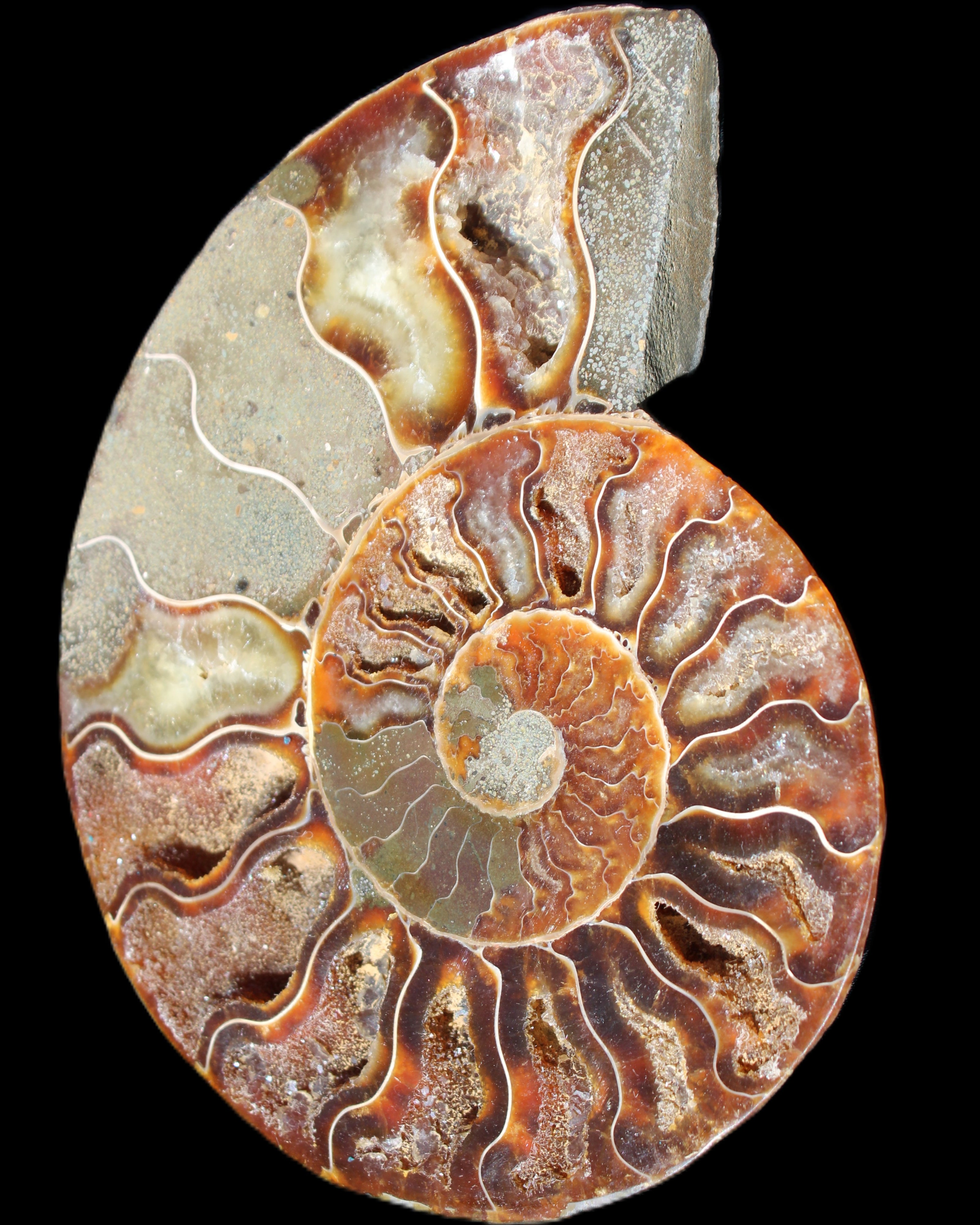 Ammonite split section pair, Madagascar 124*102mm 200g & 125*104mm 208g - 408g in sunlight - Rocks and Things Store