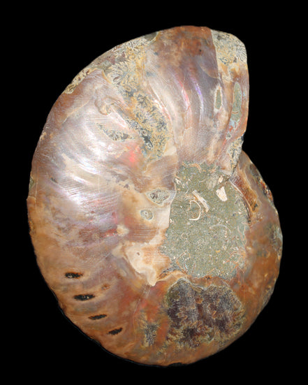 Ammonite split section pair, Madagascar 124*102mm 200g & 125*104mm 208g - 408g in sunlight - Rocks and Things Store