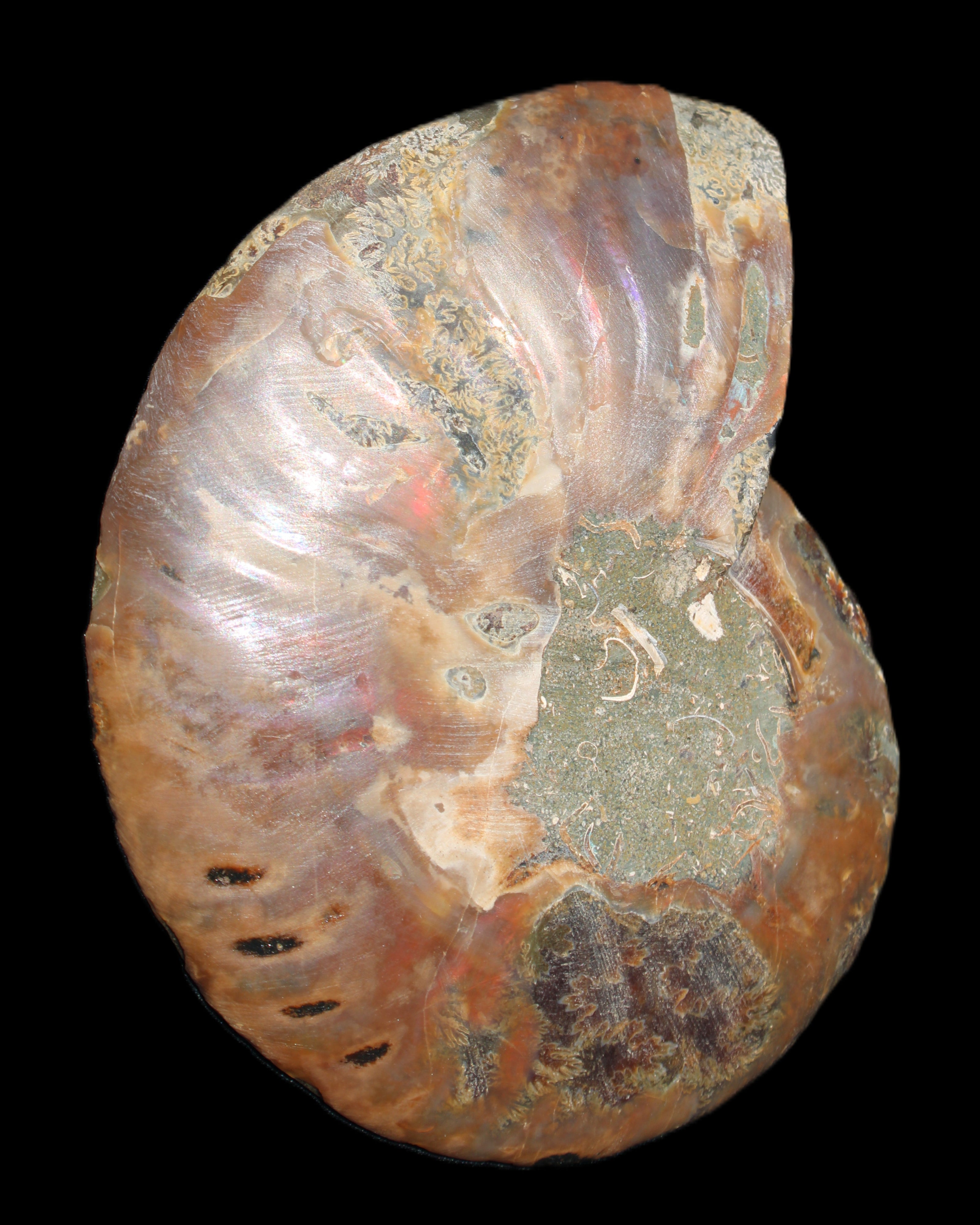 Ammonite split section pair, Madagascar 124*102mm 200g & 125*104mm 208g - 408g in sunlight - Rocks and Things Store