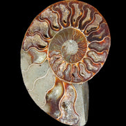 Ammonite split section pair, Madagascar 124*102mm 200g & 125*104mm 208g - 408g in sunlight - Rocks and Things Store