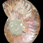 Ammonite split section pair, Madagascar 124*102mm 200g & 125*104mm 208g - 408g in sunlight - Rocks and Things Store