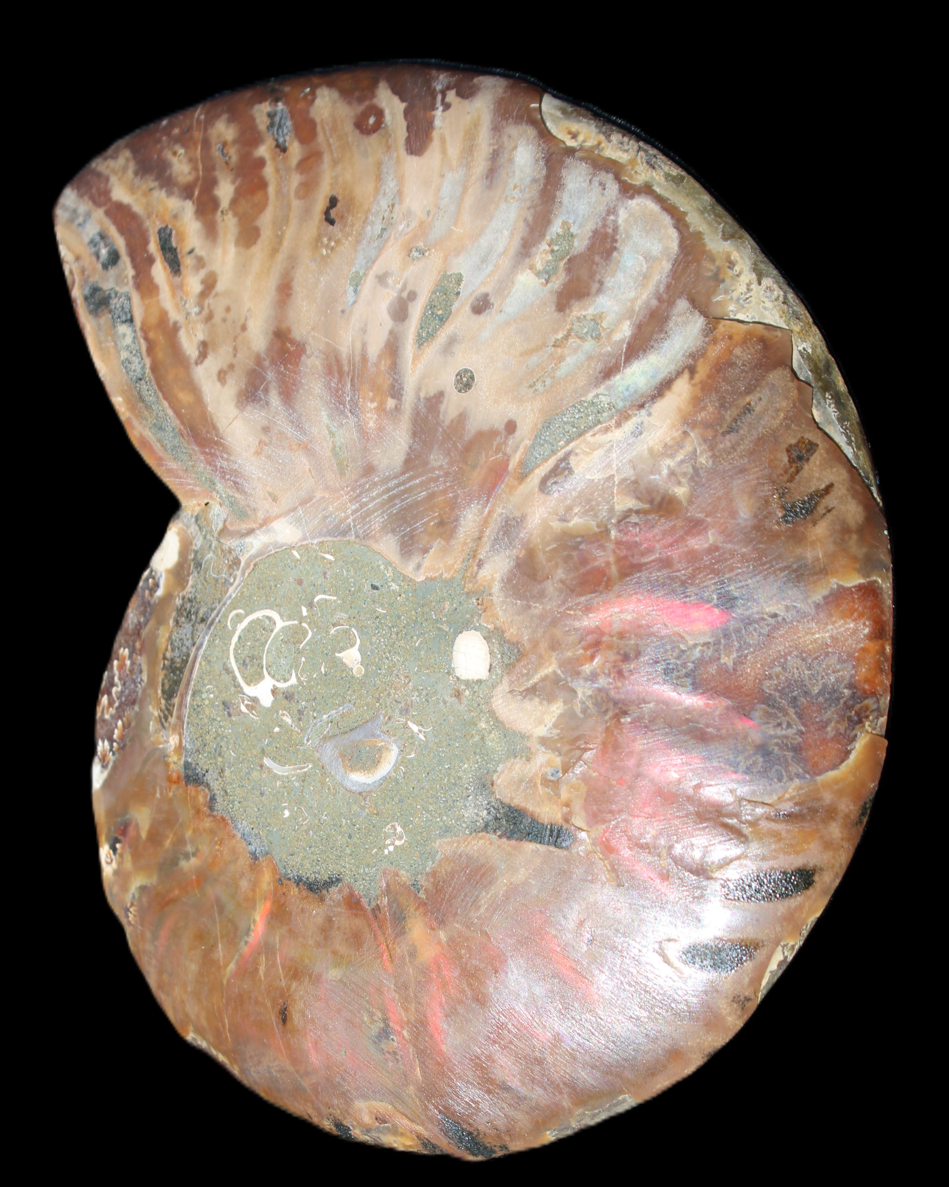 Ammonite split section pair, Madagascar 124*102mm 200g & 125*104mm 208g - 408g in sunlight - Rocks and Things Store