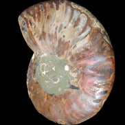 Ammonite split section pair, Madagascar 124*102mm 200g & 125*104mm 208g - 408g in sunlight - Rocks and Things Store