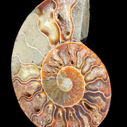 Ammonite split section pair, Madagascar 124*102mm 200g & 125*104mm 208g - 408g in sunlight - Rocks and Things Store