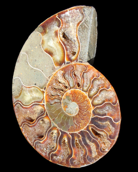 Ammonite split section pair, Madagascar 124*102mm 200g & 125*104mm 208g - 408g in sunlight - Rocks and Things Store