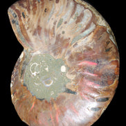 Ammonite split section pair, Madagascar 124*102mm 200g & 125*104mm 208g - 408g in sunlight - Rocks and Things Store