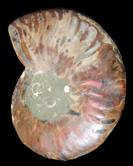 Ammonite split section pair, Madagascar 124*102mm 200g & 125*104mm 208g - 408g in sunlight - Rocks and Things Store