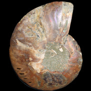 Ammonite split section pair, Madagascar 124*102mm 200g & 125*104mm 208g - 408g in sunlight - Rocks and Things Store