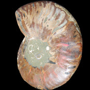 Ammonite split section pair, Madagascar 124*102mm 200g & 125*104mm 208g - 408g in sunlight - Rocks and Things Store