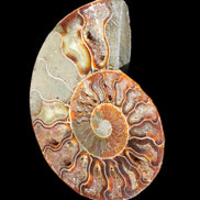 Ammonite split section pair, Madagascar 124*102mm 200g & 125*104mm 208g - 408g in sunlight - Rocks and Things Store