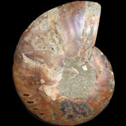 Ammonite split section pair, Madagascar 124*102mm 200g & 125*104mm 208g - 408g in sunlight - Rocks and Things Store