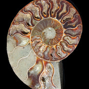 Ammonite split section pair, Madagascar 124*102mm 200g & 125*104mm 208g - 408g in sunlight - Rocks and Things Store