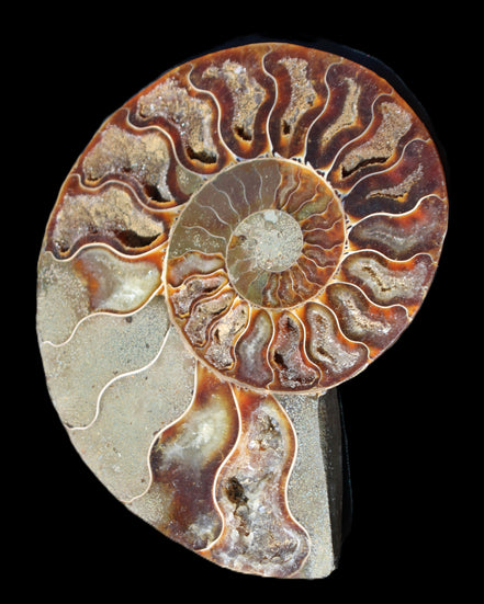 Ammonite split section pair, Madagascar 124*102mm 200g & 125*104mm 208g - 408g in sunlight - Rocks and Things Store