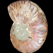 Ammonite split section pair, Madagascar 124*102mm 200g & 125*104mm 208g - 408g in sunlight - Rocks and Things Store