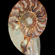 Ammonite split section pair, Madagascar 124*102mm 200g & 125*104mm 208g - 408g in sunlight - Rocks and Things Store