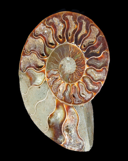 Ammonite split section pair, Madagascar 124*102mm 200g & 125*104mm 208g - 408g in sunlight - Rocks and Things Store