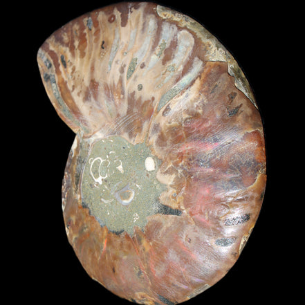 Ammonite split section pair, Madagascar 124*102mm 200g & 125*104mm 208g - 408g in sunlight - Rocks and Things Store