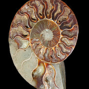 Ammonite split section pair, Madagascar 124*102mm 200g & 125*104mm 208g - 408g in sunlight - Rocks and Things Store