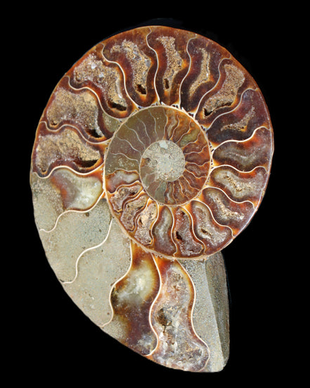 Ammonite split section pair, Madagascar 124*102mm 200g & 125*104mm 208g - 408g in sunlight - Rocks and Things Store