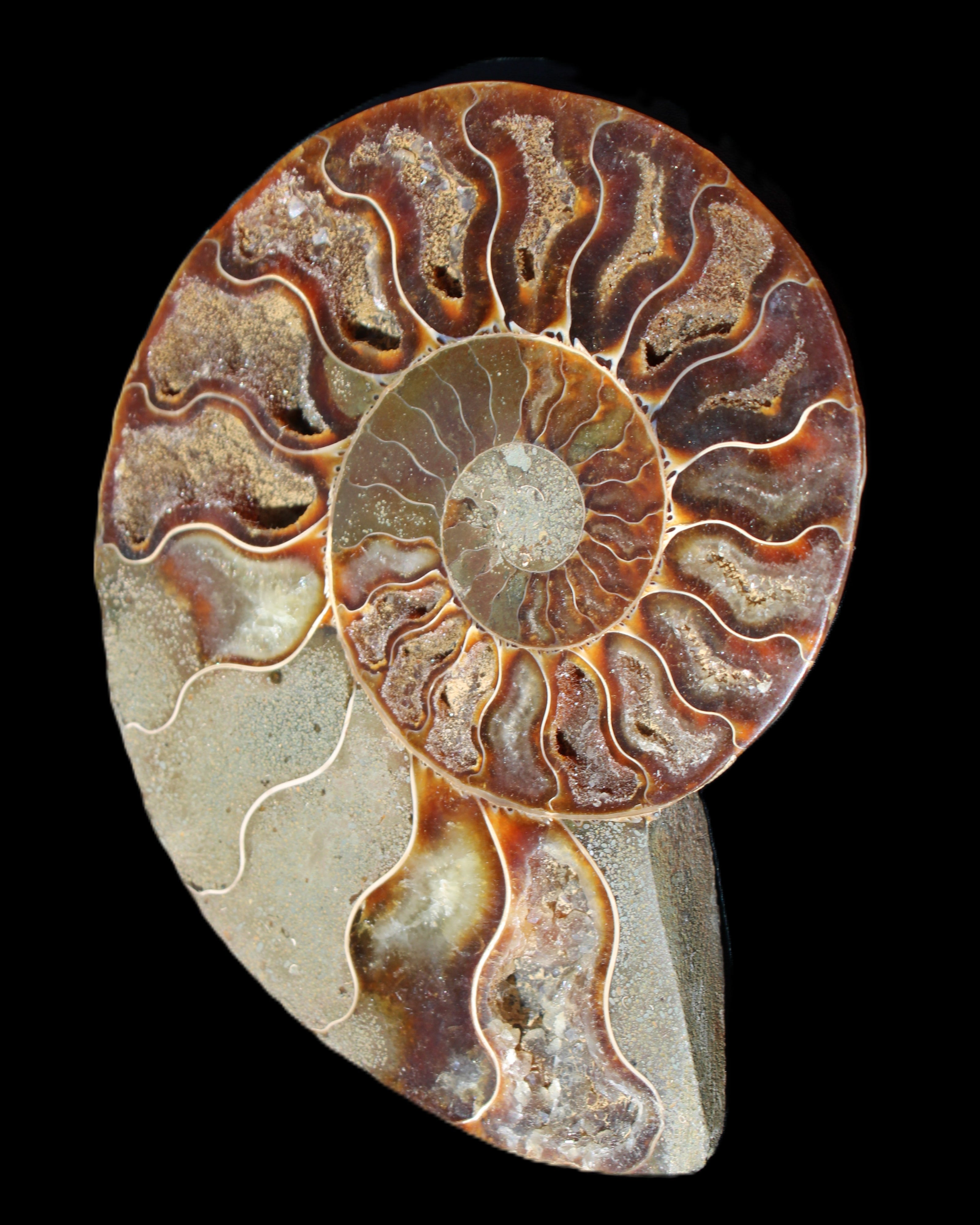 Ammonite split section pair, Madagascar 124*102mm 200g & 125*104mm 208g - 408g in sunlight - Rocks and Things Store