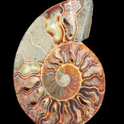 Ammonite split section pair, Madagascar 124*102mm 200g & 125*104mm 208g - 408g in sunlight - Rocks and Things Store