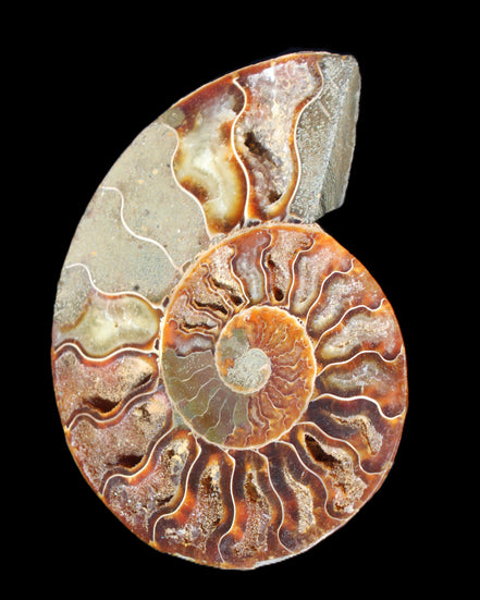 Ammonite split section pair, Madagascar 124*102mm 200g & 125*104mm 208g - 408g in sunlight - Rocks and Things Store