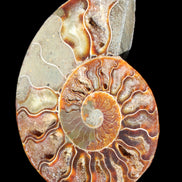 Ammonite split section pair, Madagascar 124*102mm 200g & 125*104mm 208g - 408g in sunlight - Rocks and Things Store