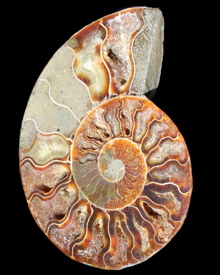 Ammonite split section pair, Madagascar 124*102mm 200g & 125*104mm 208g - 408g in sunlight - Rocks and Things Store