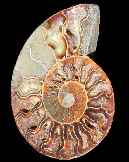 Ammonite split section pair, Madagascar 124*102mm 200g & 125*104mm 208g - 408g in sunlight - Rocks and Things Store