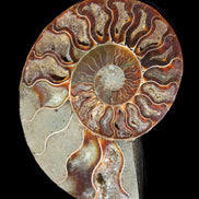 Ammonite split section pair, Madagascar 124*102mm 200g & 125*104mm 208g - 408g in sunlight - Rocks and Things Store