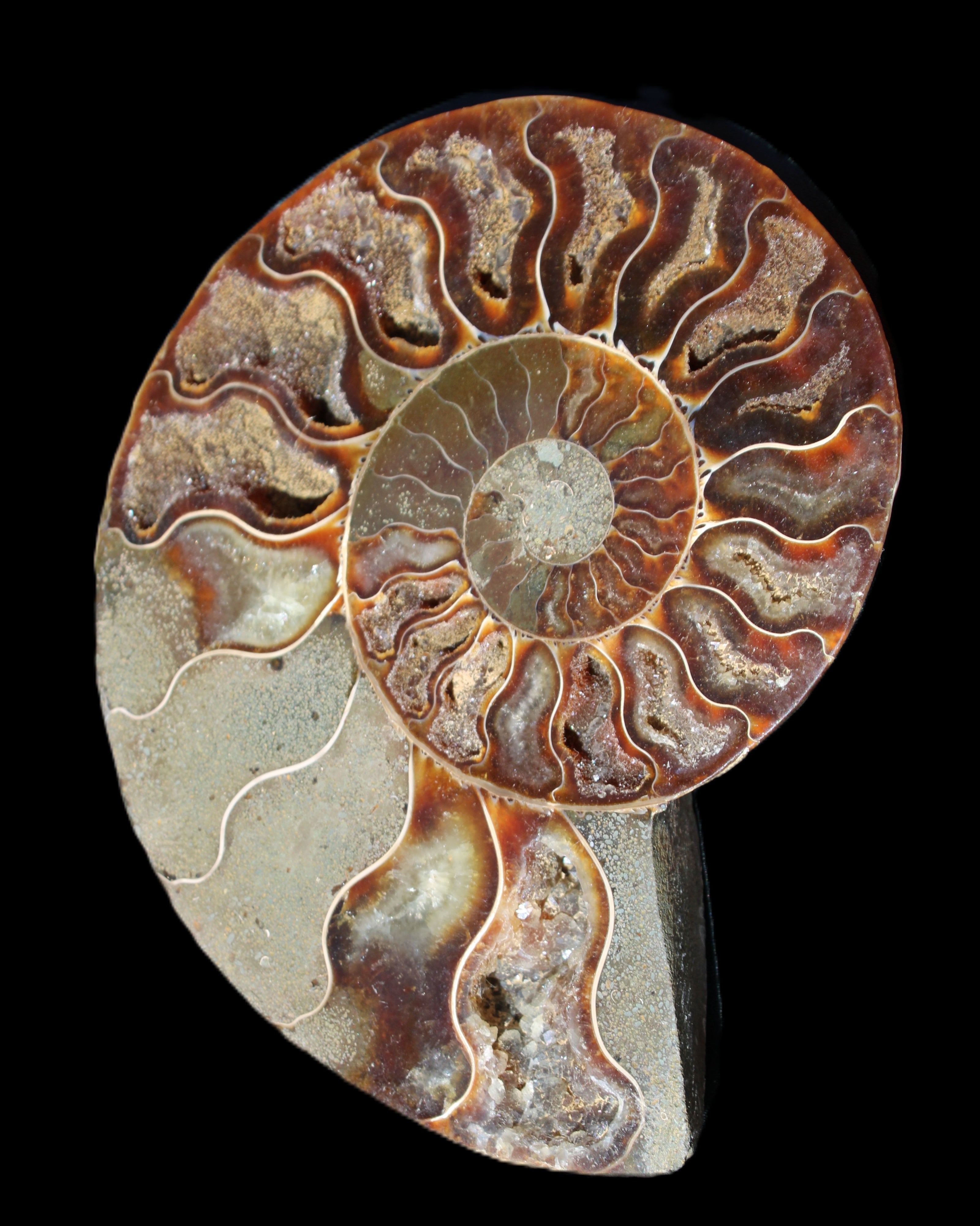 Ammonite split section pair, Madagascar 124*102mm 200g & 125*104mm 208g - 408g in sunlight - Rocks and Things Store