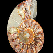 Ammonite split section pair, Madagascar 124*102mm 200g & 125*104mm 208g - 408g in sunlight - Rocks and Things Store