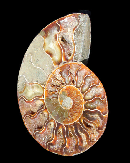 Ammonite split section pair, Madagascar 124*102mm 200g & 125*104mm 208g - 408g in sunlight - Rocks and Things Store