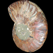 Ammonite split section pair, Madagascar 124*102mm 200g & 125*104mm 208g - 408g in sunlight - Rocks and Things Store