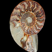 Ammonite split section pair, Madagascar 124*102mm 200g & 125*104mm 208g - 408g in sunlight - Rocks and Things Store