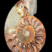 Ammonite split section pair, Madagascar 124*102mm 200g & 125*104mm 208g - 408g in sunlight - Rocks and Things Store