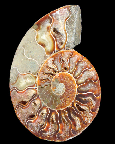 Ammonite split section pair, Madagascar 124*102mm 200g & 125*104mm 208g - 408g in sunlight - Rocks and Things Store
