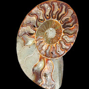 Ammonite split section pair, Madagascar 124*102mm 200g & 125*104mm 208g - 408g in sunlight - Rocks and Things Store