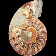 Ammonite split section pair, Madagascar 124*102mm 200g & 125*104mm 208g - 408g in sunlight - Rocks and Things Store