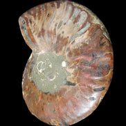 Ammonite split section pair, Madagascar 124*102mm 200g & 125*104mm 208g - 408g in sunlight - Rocks and Things Store