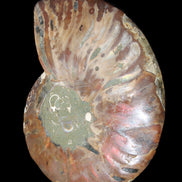 Ammonite split section pair, Madagascar 124*102mm 200g & 125*104mm 208g - 408g in sunlight - Rocks and Things Store