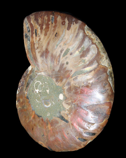 Ammonite split section pair, Madagascar 124*102mm 200g & 125*104mm 208g - 408g in sunlight - Rocks and Things Store