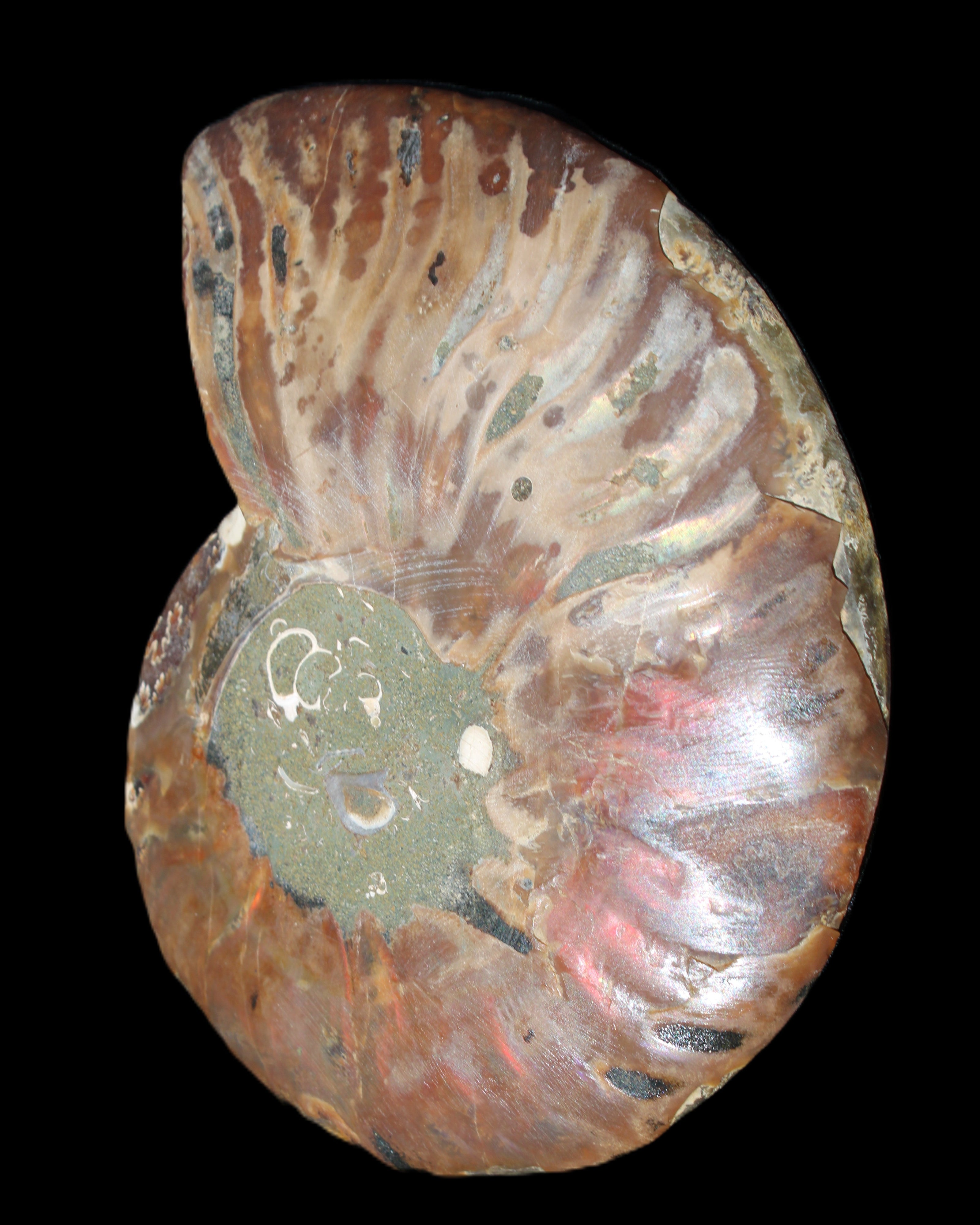 Ammonite split section pair, Madagascar 124*102mm 200g & 125*104mm 208g - 408g in sunlight - Rocks and Things Store