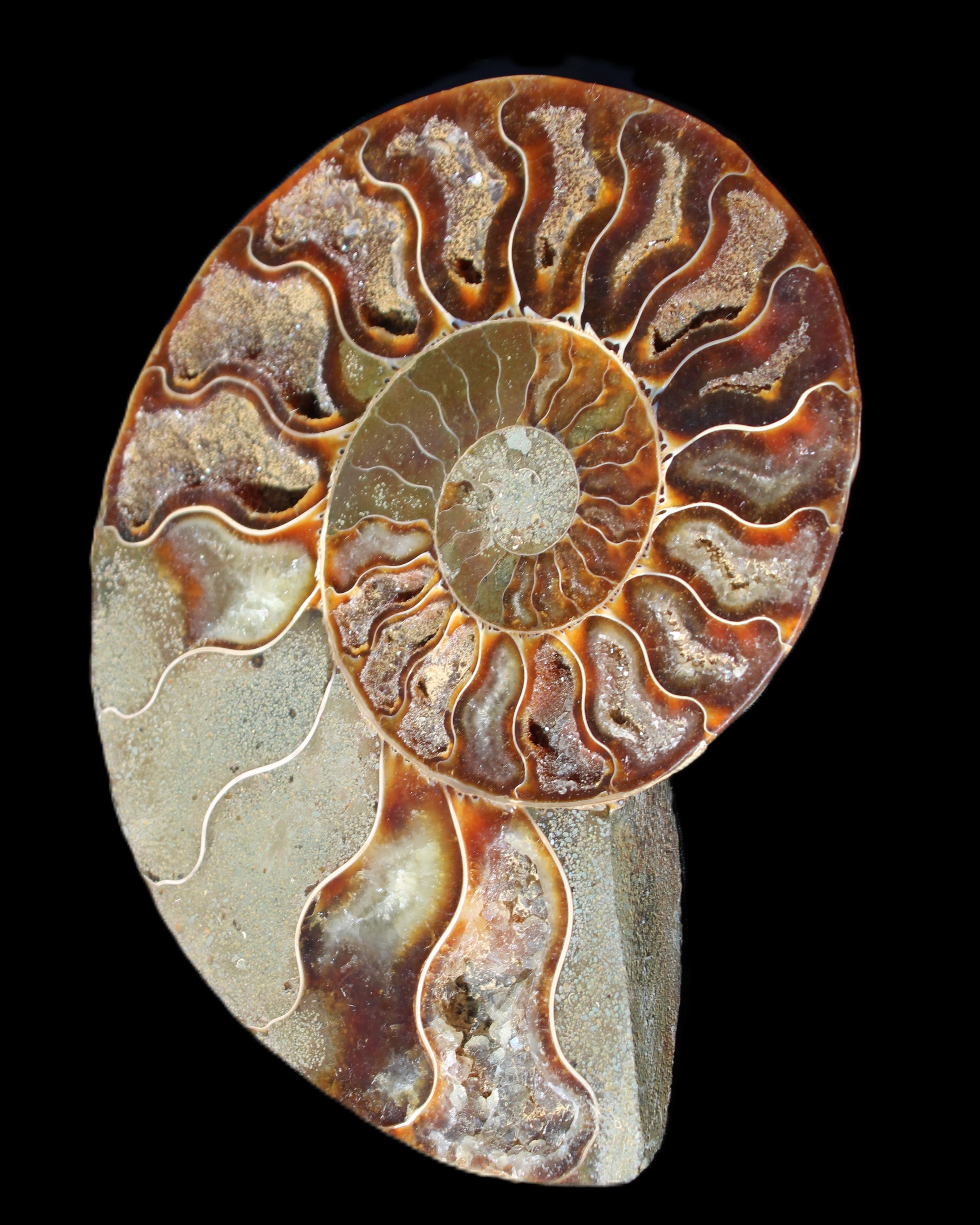 Ammonite split section pair, Madagascar 124*102mm 200g & 125*104mm 208g - 408g in sunlight - Rocks and Things Store
