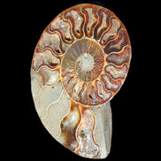 Ammonite split section pair, Madagascar 124*102mm 200g & 125*104mm 208g - 408g in sunlight - Rocks and Things Store