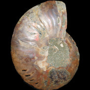 Ammonite split section pair, Madagascar 124*102mm 200g & 125*104mm 208g - 408g in sunlight - Rocks and Things Store