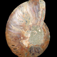 Ammonite split section pair, Madagascar 124*102mm 200g & 125*104mm 208g - 408g in sunlight - Rocks and Things Store