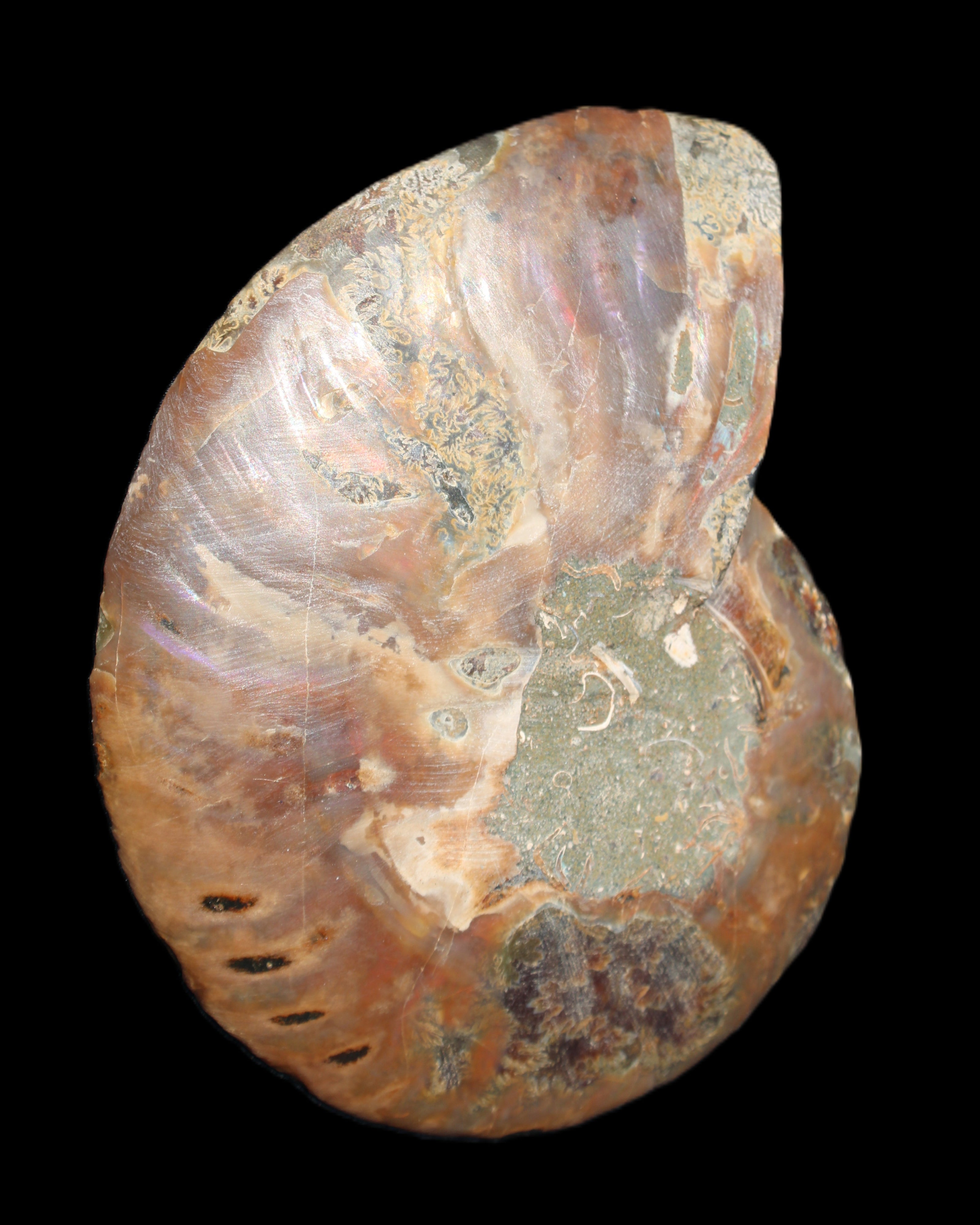 Ammonite split section pair, Madagascar 124*102mm 200g & 125*104mm 208g - 408g in sunlight - Rocks and Things Store